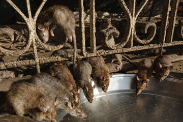 Group of busy rats eating together, Karni Mata Temple, Rajasthan, India
