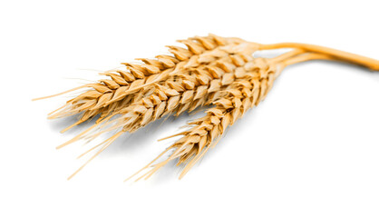 Closeup of Golden Barley , Wheat Plants - obrazy, fototapety, plakaty