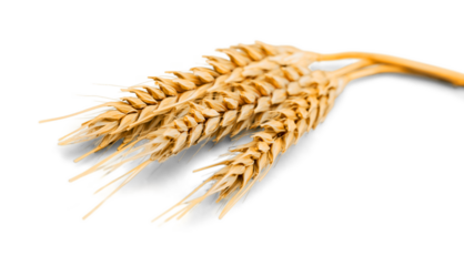 Closeup of Golden Barley , Wheat Plants