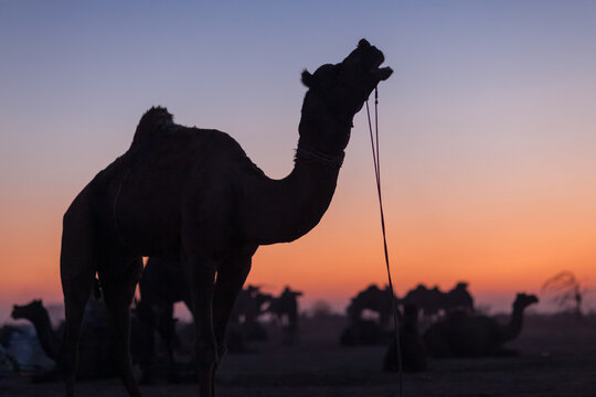 Silhouette of a roaring camel in the sunset, Nagaur camel fair, Rajasthan, India