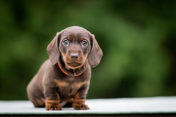 cute dachshund puppy with nature background