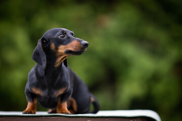 Black miniature dachshund portrait of a dog