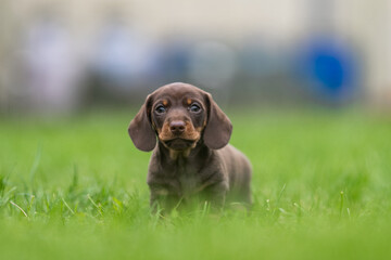 portrait of brown rabbit dachshund