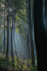 Marburg Nebel Sonnenstrahlen Wald