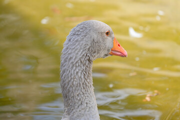 Graugans (Anser anser) schwimmt auf einem Teich im Wildpark in Schweinfurt