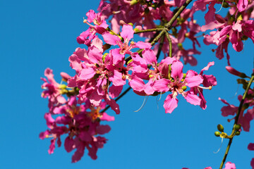 Pink flowers of silk floss tree. Ceiba speciosa in bloom.