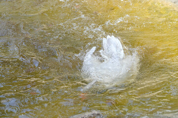Fototapeta na wymiar Graugans (Anser anser) schwimmt auf einem Teich im Wildpark in Schweinfurt
