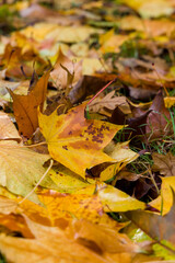 A pile of leaves on the floor displaying their Autumn colours