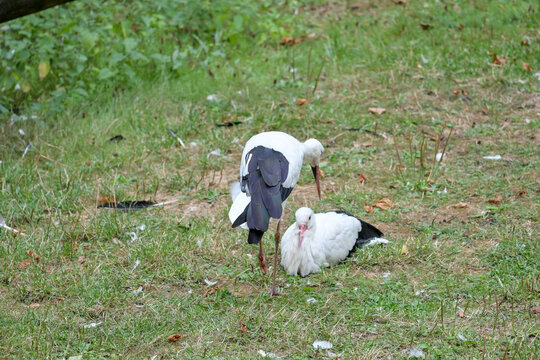 Zwei St&ouml;rche (Ciconiidae) im Wildpark Schweinfurt, Wei&szlig;storch