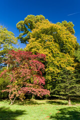 Beautiful colored trees displaying fall leaves