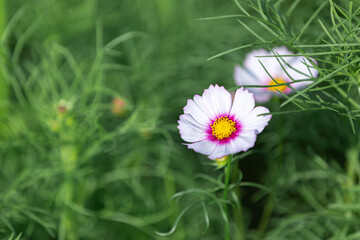 緑の中に映える可愛いコスモス