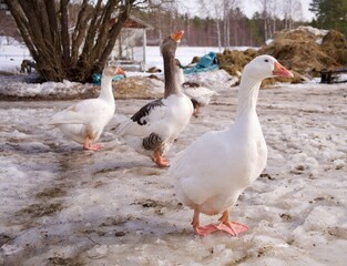 A white goose walking around in a farm