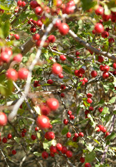 red blueberrys on tree branch