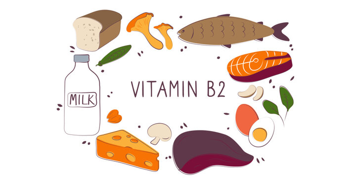Vitamin B2 riboflavin. Groups of healthy products containing vitamins. Set of fruits, vegetables, meats, fish and dairy
