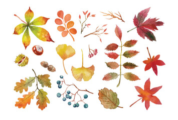Autumn watercolor set of chestnut leaves, chestnuts, oak leaves, acorn, ginkgo, rowan, ash leaves, maple leaves, twigs, branch, blackthorn. Autumn vector watercolor botanical set.