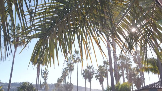 Row of palm trees, waterfront city street near Los Angeles, California coast, southern USA. Palmtrees by ocean beach, summer vacations aesthetic. Tropical palms, sunny day, sunshine and frond leaves.