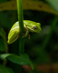Fototapeta premium Treefrog at Huntley Meadows