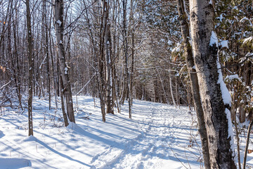 hiking trail through the forest in winter