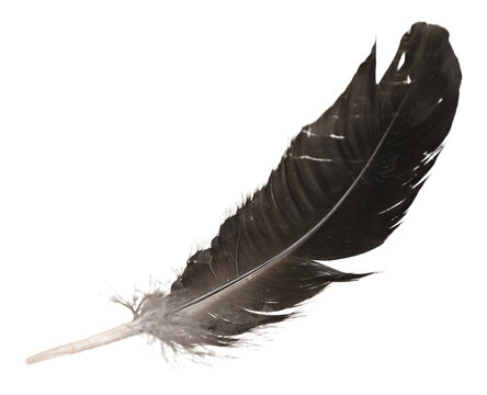 Fototapeta Black bird feather isolated on white background