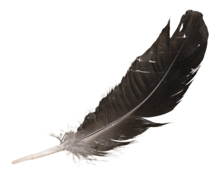 Black bird feather isolated on white background