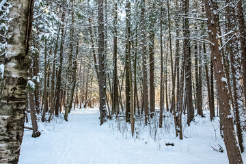 hiking trail through the forest in winter