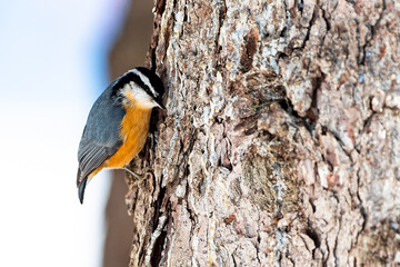 Red-breasted nuthatch sticking close to the tree