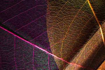 dry magnolia leaf lit through a prism. macro photography. biophilic organic design background
