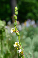 Pale Yellow-eyed Grass