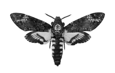 Death's-head Hawkmoth isolated on a white. Acherontia atropos black and white. Large rare moth