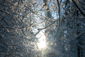 Snow-covered branches in front of the sun