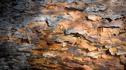 Texture of old wood