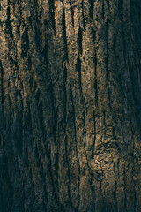 dark bark of a tree