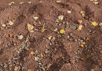 Feuchter rotbrauner Erdboden mit Muster und Laubblättern am Nachmittag im Herbst