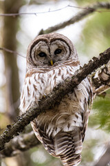 Closeup of a barred owl in the forest