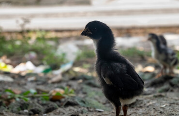 black little chicken with space to add text