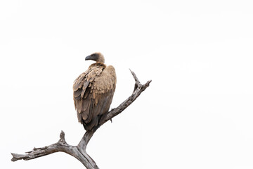 Cape Vulture on a branch