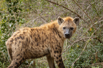 Fototapeta premium A spotted hyena in the bush