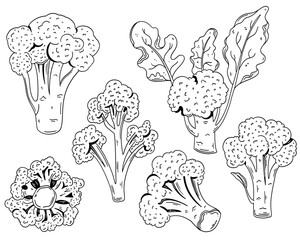 Broccoli hand drawn vector illustrations. Vegetable engraved style objects. Isolated Broccoli set. Detailed vegetarian food drawing. Farm market product