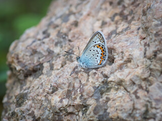 Closeup of blue butterfly (idas blue or silver-studded blue male or Reverdin's blue) perched on grey granite stone