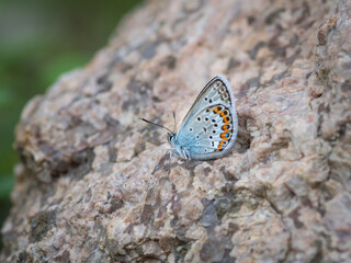 Closeup of blue butterfly (idas blue or silver-studded blue male or Reverdin's blue) perched on grey granite stone