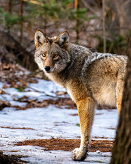 Eastern coyote in the woods in the winter