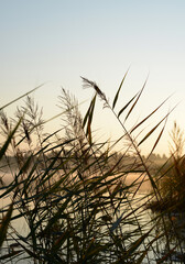 River reeds on lake shore, beautiful nature landscape, foggy lake early morning and silhouette pampas grass