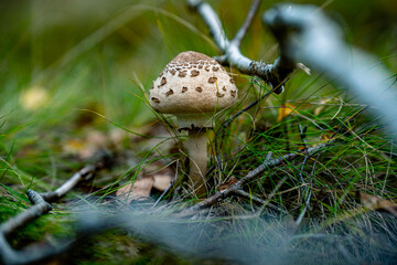 mushroom in the grass - obrazy, fototapety, plakaty