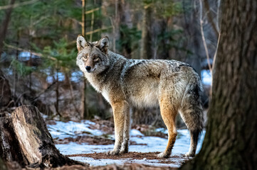 Eastern coyote in the woods in the winter
