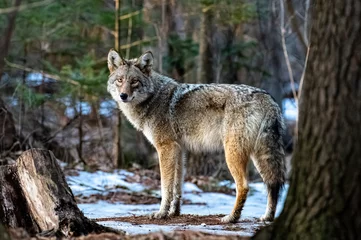 Foto op Canvas Eastern coyote in the woods in the winter © Mark