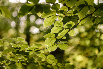 Green leaves backlit by the sun with out of focus elements as a backdrop.