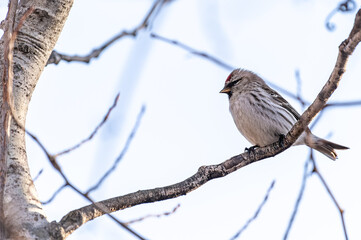 Common Redpoll