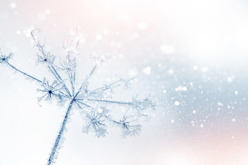 frozen grass. Winter abstract background. Landscape.