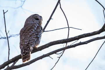 Barred owl during the day