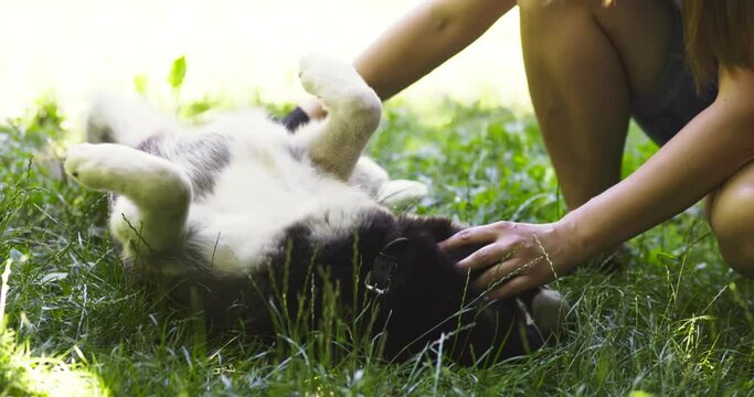 Woman owner of the dog is combing out the dogs fur with a special glove